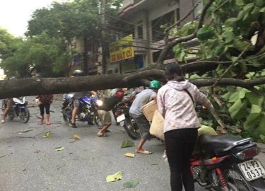 TP.Lào Cai: Gió giật mạnh, nhiều cây xanh bị "thổi" tung gốc