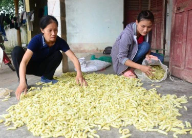 Tuyên Quang: Nuôi tằm ăn lá, "nhả" ra 90 triệu đồng/ha