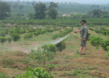 Bọ cánh cứng "tấn công" hàng loạt vườn cà phê ở Đắk Hà