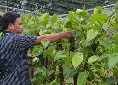 Kinh ngạc: Triệu phú, tỷ phú làm giàu từ những loại cây ngỡ bỏ đi