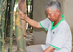 Chỉ trồng có 3 sào tre Tứ Quý, mỗi tháng lời hơn 10 triệu đồng