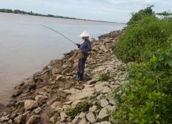 Dân miền biển đua nhau săn con mà dân thành phố ăn vào ngủ ngáy o o