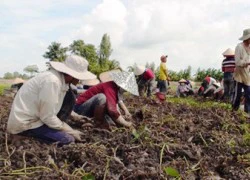 Dân miền Tây "mếu máo" vì giá khoai lang rẻ mạt chưa từng