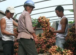 Mùa vải thắng lớn nhất 60 năm, Bắc Giang thu 5,3 nghìn tỉ