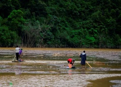 Người dân liều mình vớt &quot;lộc trời&quot; giữa dòng nước xiết ở Yên Bái