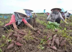 Nông dân Đồng Tháp lao đao vì giá khoai lang giảm sâu