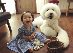 Tình bạn đẹp giữa cô bé Nhật và chú chó poodle