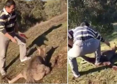 Australia bắt công dân Trung Quốc vì đâm chết dã man kangaroo