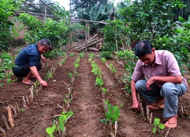 Khó tin ông Tượng "thuần hóa" và "đẻ" cả vạn gốc rau bò khai rừng