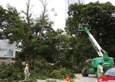 Hà Nội bắt đầu cắt tỉa hàng cây xanh trên đường Kim Mã