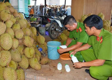 Kon Tum: Bắt quả tang sầu riêng nhúng hóa chất chuẩn bị ra Hà Nội