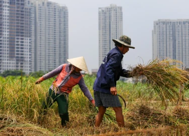 Người dân Sài Gòn gặt lúa ở dự án 'treo' 25 năm