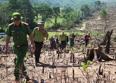 Thủ tướng yêu cầu điều tra vụ phá rừng quy mô lớn ở Bình Định