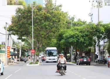 Di dời hàng loạt cây xanh, mở rộng đường Pasteur Nha Trang