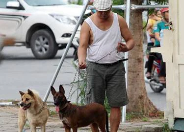 Hà Nội: Đề xuất xử lý chó thả rông trong vòng 48 giờ