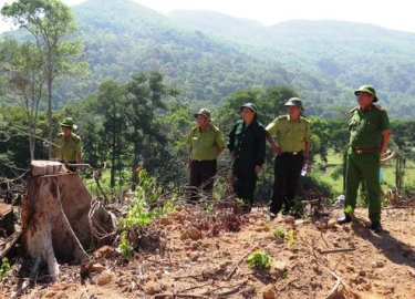 Vụ 43 ha rừng "bỗng dưng" biến mất: Canh kiểm lâm để phá rừng?