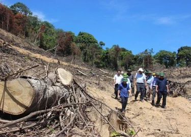 Vụ 43,7ha rừng bị xóa sổ ở Bình Định: Lâm tặc chuyển gỗ đi đâu?