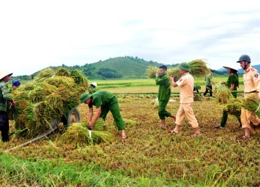 Công an giúp dân gặt lúa chạy bão