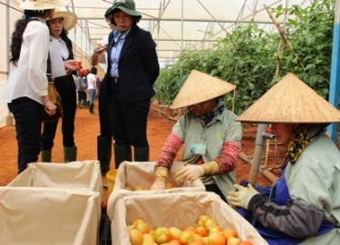 Nghiên cứu nhà nước 10 năm không lai tạo nổi một loại giống mới