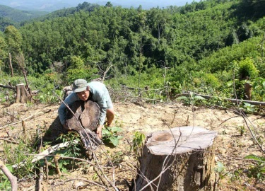 "Cạo trọc" hàng trăm ha rừng tự nhiên để trồng keo?