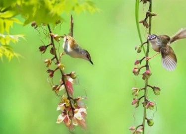 5 điềm lành cho thấy gia đình bạn sắp có chuyện vui tới