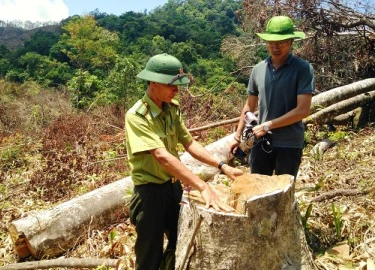 Bình Định: Huyện để phá rừng quy mô lớn sắp có trạm kiểm lâm tiền tỷ