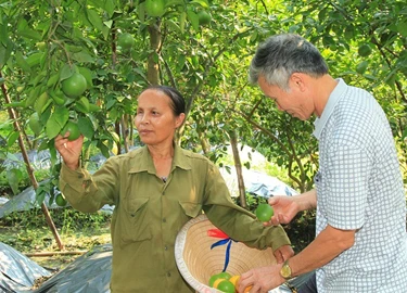 Huyện thứ 2 của Vĩnh Phúc đạt chuẩn NTM: Không ngủ quên trên đỉnh