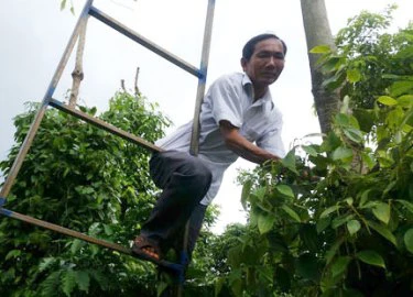 Làm giàu ở nông thôn: Từ 2 cây vàng làm vốn để thành "nông dân triệu đô"