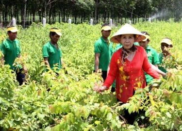 Đầu tư cả trăm tỷ theo chuỗi từ A-Z để có nguyên liệu sạch làm trà