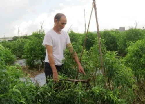 Hải Phòng: Vườn đào trăm triệu bị chặt hết ngọn trong đêm