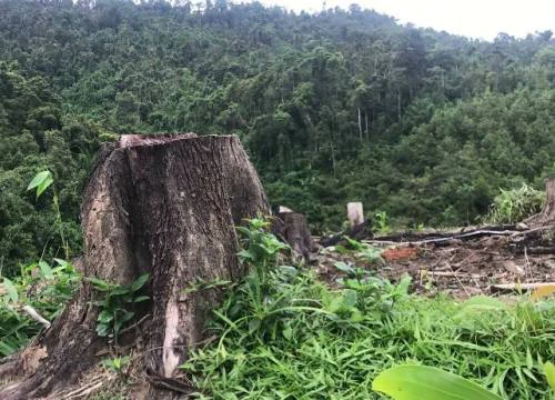 Nghệ An bị yêu cầu làm rõ hàng loạt vụ phá rừng đầu nguồn