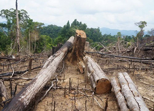 Xử lý nghiêm các vụ phá rừng tại Quảng Nam