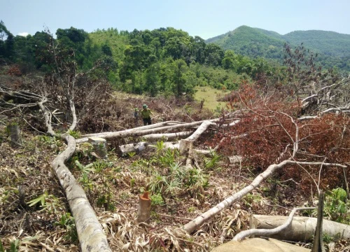 Vụ phá 60,9ha rừng tại Bình Định: Đề nghị kiểm điểm Chủ tịch huyện