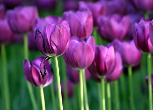 Ý nghĩa hoa tulip - Tình yêu hoàn hảo