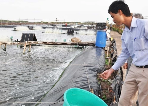 Đưa 3 tỷ con tôm giống an toàn sinh học tới tận tay người nuôi