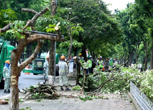 Hà Nội 'chia tay' hàng bằng lăng tím trên đường Kim Mã