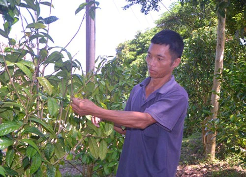 Làm giàu ở nông thôn: Người Sán Chỉ đầu tiên trồng trà hoa vàng