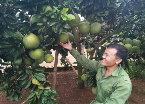 Làm giàu ở nông thôn: Thu tiền tỷ/năm nhờ trồng cà phê xen cây có múi