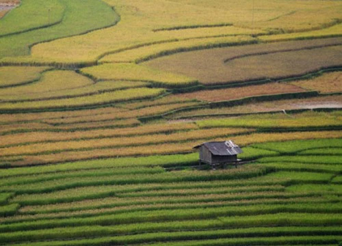 Mùa vàng Tú Lệ đẹp ngỡ ngàng khiến bạn muốn "quẩy" luôn