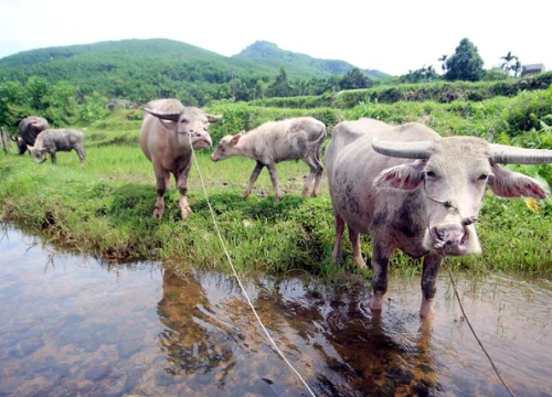 Nông dân sở hữu nhiều trâu trắng nhất Quảng Nam