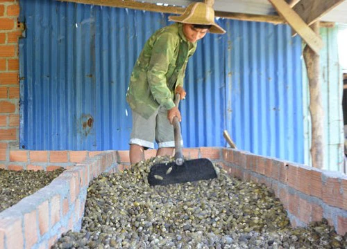 Thị trường Trung Quốc "dở chứng", dân buôn cau mất tiền tỷ