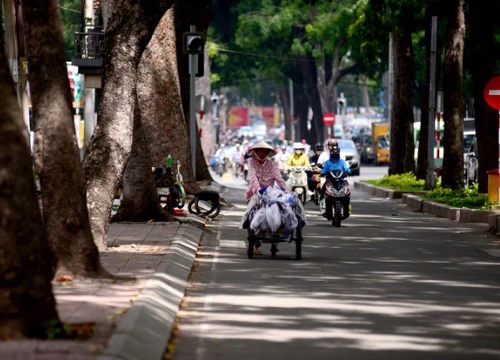 Hình ảnh 14 cây xanh trên đường Tôn Đức Thắng bị đốn hạ, di dời