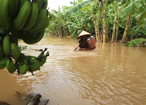 Nước sông dâng cao, bãi giữa sông Hồng như miền Tây mùa nước lũ