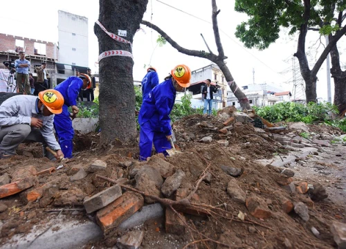 Hà Nội bắt đầu dời hơn 1.000 cây xanh đường Phạm Văn Đồng