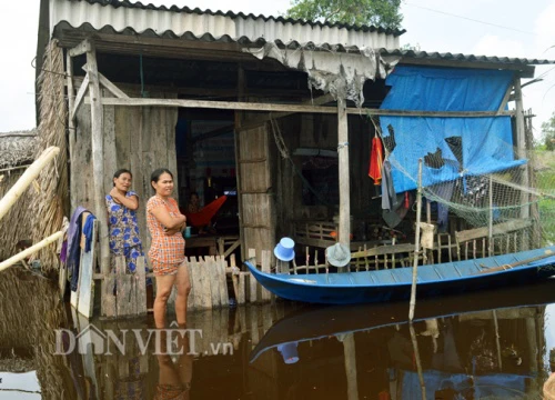 Cho heo ăn nước ngập tới gối, rau, cá thất thu trong mấy tháng trời