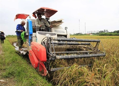 Máy gặt liên hợp về đồng ruộng ven đô giúp dân 'giải phóng' cái liềm