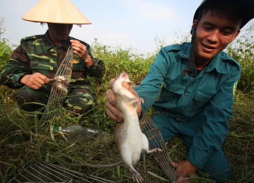 Người Hà Nội lội bùn bắt chuột đồng