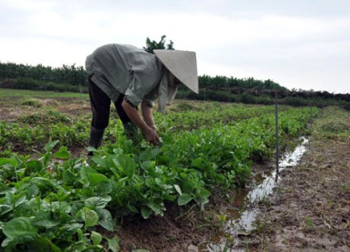 Trồng đủ loại rau theo mùa VietGAP, nông dân Tráng Việt sống khỏe