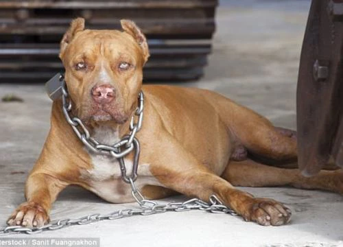 Úc: Nuôi chó pit bull, bỗng một ngày bị chó cắn đến chết