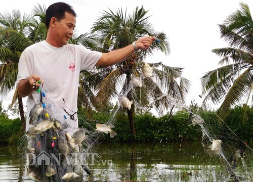 Chỉ thả vài lượt lưới là có cả chục kí cá rô phi trong vuông tôm